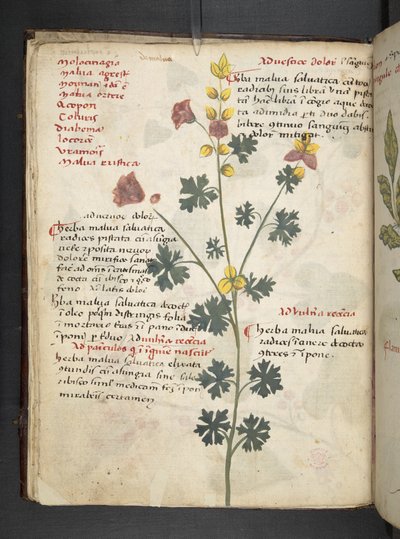 Přidejte MS 41623 f.19v A bylinný, Belluno (inkoust a barva na pergamenu) od Italian School