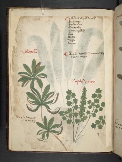 Přidejte MS 41623 f.1v A bylinný, Belluno (inkoust a barva na pergamenu) od Italian School