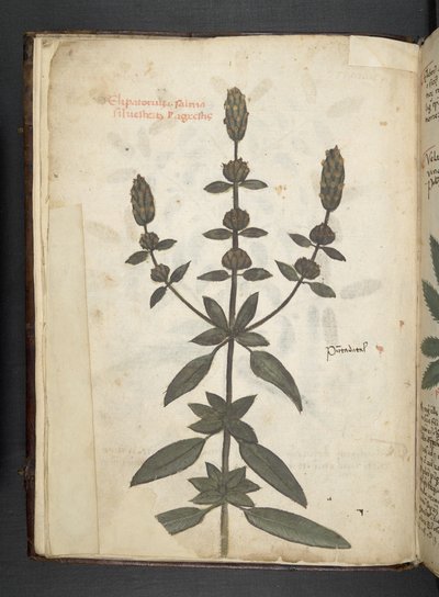Přidejte MS 41623 f.2v A bylinný, Belluno (inkoust a barva na pergamenu) od Italian School