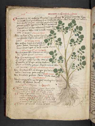 Přidejte MS 41623 f.32v 