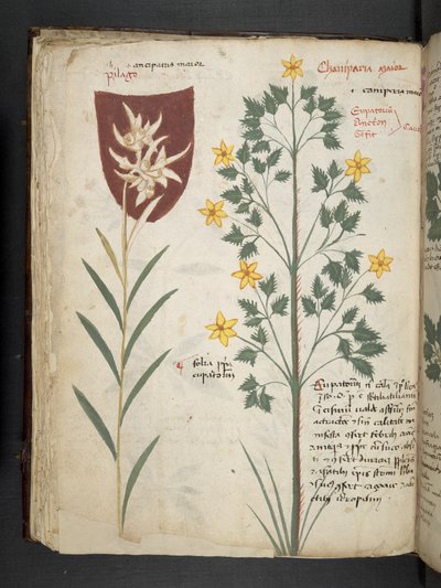 Přidejte MS 41623 f.35v 