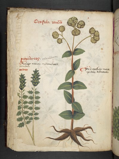 Přidejte MS 41623 f.37v 