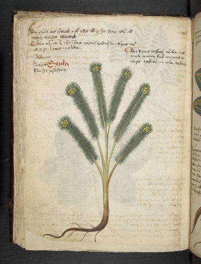 Přidejte MS 41623 f.39v 