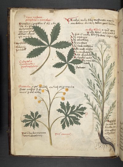 Přidejte MS 41623 f.3v A bylinný, Belluno (inkoust a barva na pergamenu) od Italian School
