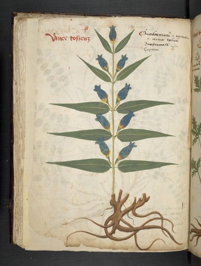 Přidejte MS 41623 f.41v 