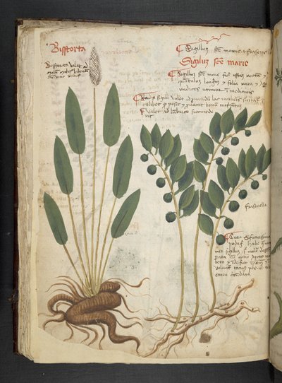 Přidejte MS 41623 f.42v 
