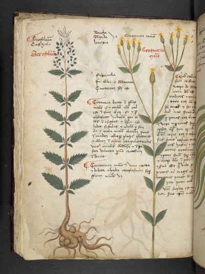 Přidejte MS 41623 f.48v 
