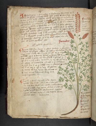 Přidejte MS 41623 f.65v 