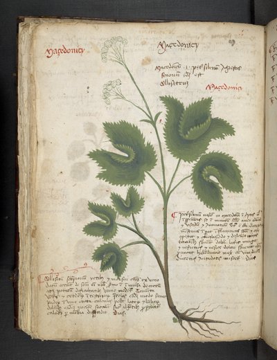 Přidejte MS 41623 f.67v 