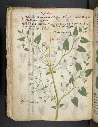 Přidejte MS 41623 f.75v 