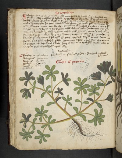 Přidejte MS 41623 f.81v De Portulaca, od 