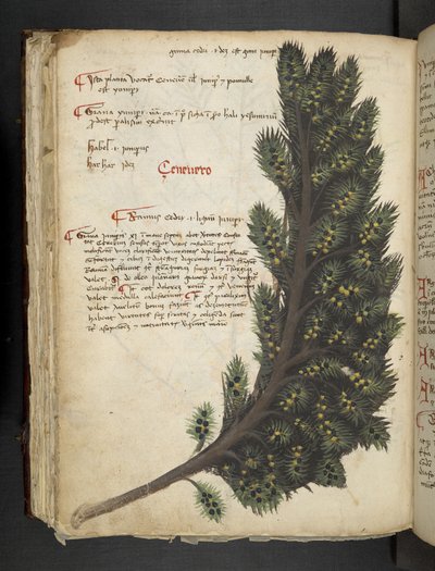 Přidejte MS 41623 f.96v 