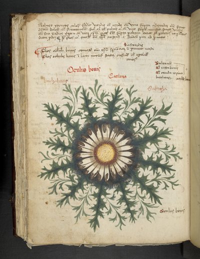 Přidejte MS 41623 f.97v Carlina, od 