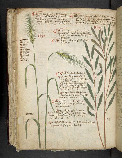 Přidejte MS 41623 f.98v Orzo, od 
