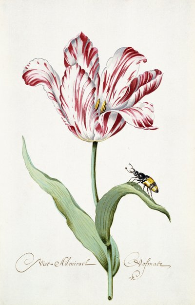 Admirál Tulip od Italian School