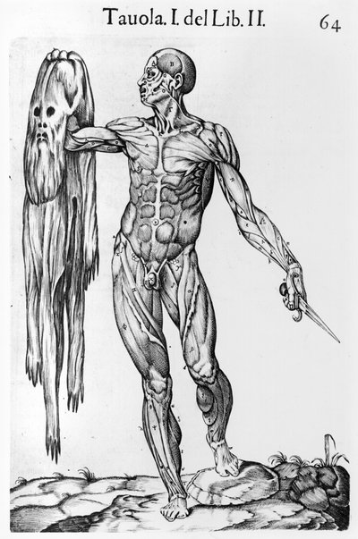 Anatomická studie, deska 64, ilustrace z Anatomia del corpo humano od Juana de Valverde (asi 1525-asi 1587) Řím, 1560 od Italian School
