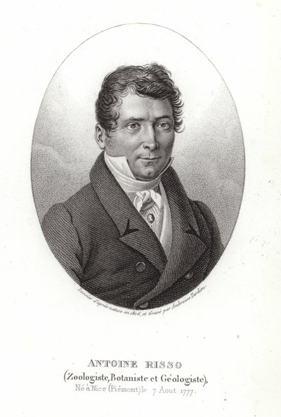 Antoine Risso od Italian School