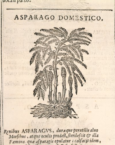 Chřest (Asparagus officinalis), rytina Castore Durante od Italian School