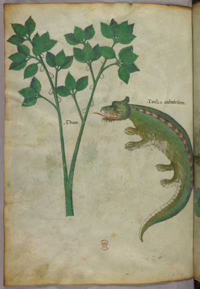Botanická a zvířecí ilustrace rostliny a krokodýla, asi 1440 (tuš a barva na pergamenu) od Italian School