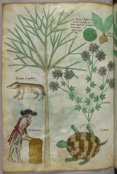 Botanická a zvířecí ilustrace rostlin, želvy, člověka a dalšího zvířete, asi 1440 (tuš a barva na pergamenu) od Italian School