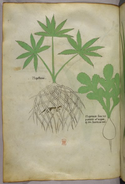 Botanická ilustrace, asi 1440 (tuš a barva na pergamenu) od Italian School