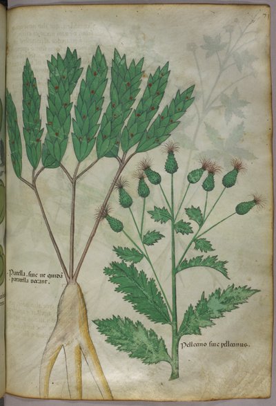 Botanická ilustrace, asi 1440 (tuš a barva na pergamenu) od Italian School