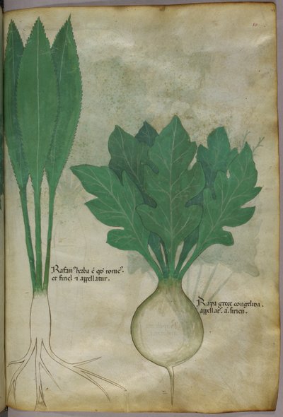 Botanická ilustrace, asi 1440 (tuš a barva na pergamenu) od Italian School