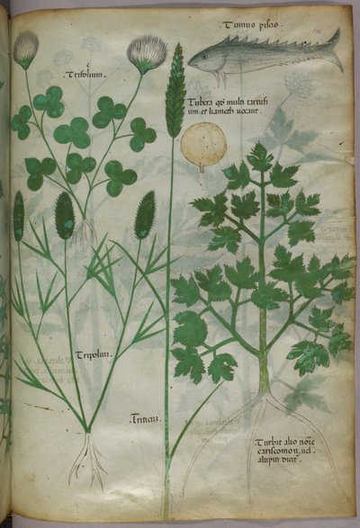 Botanická ilustrace, asi 1440 (tuš a barva na pergamenu) od Italian School