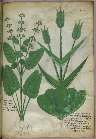 Botanická ilustrace, asi 1440 (tuš a barva na pergamenu) od Italian School