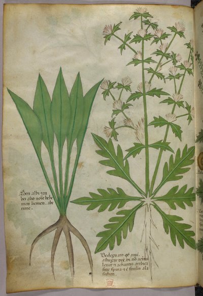 Botanická ilustrace, asi 1440 (tuš a barva na pergamenu) od Italian School