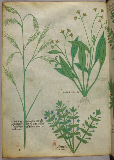 Botanická ilustrace, asi 1440 (tuš a barva na pergamenu) od Italian School