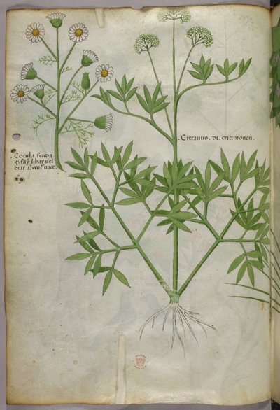 Botanická ilustrace, asi 1440 (tuš a barva na pergamenu) od Italian School