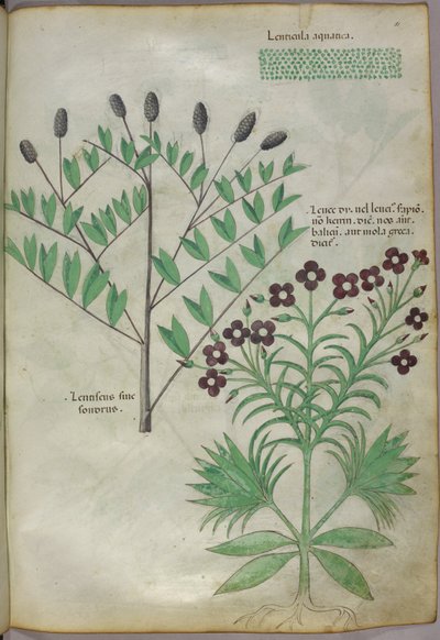 Botanická ilustrace, asi 1440 (tuš a barva na pergamenu) od Italian School