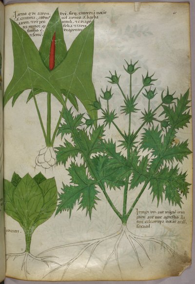 Botanická ilustrace, asi 1440 (tuš a barva na pergamenu) od Italian School