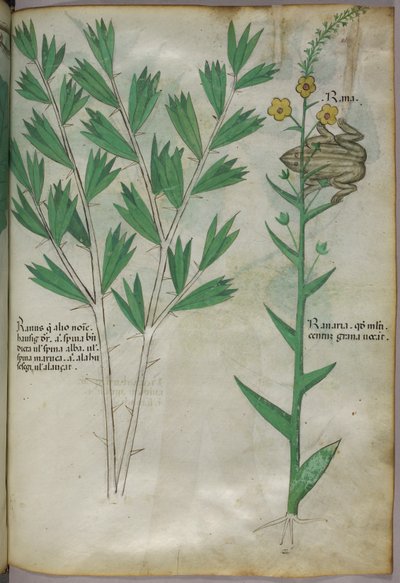 Botanická ilustrace, asi 1440 (tuš a barva na pergamenu) od Italian School