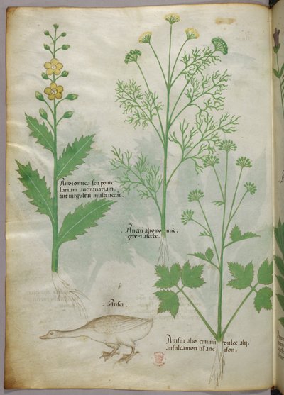 Botanická ilustrace, asi 1440 (tuš a barva na pergamenu) od Italian School
