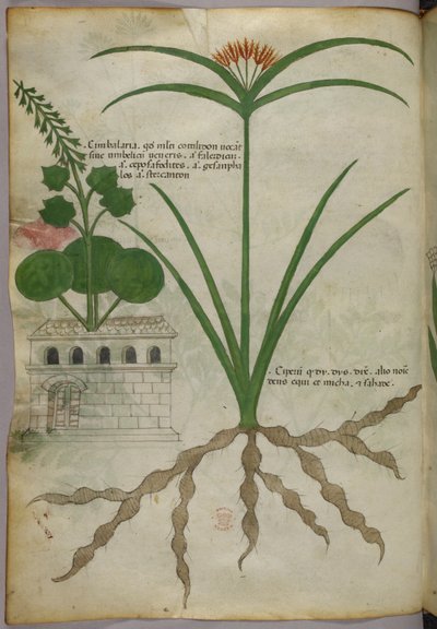 Botanická ilustrace, asi 1440 (tuš a barva na pergamenu) od Italian School