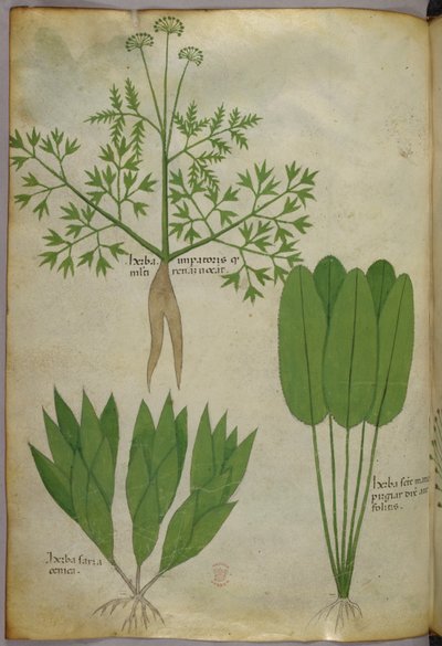Botanická ilustrace, asi 1440 (tuš a barva na pergamenu) od Italian School