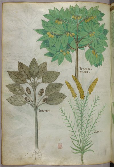 Botanická ilustrace, asi 1440 (tuš a barva na pergamenu) od Italian School