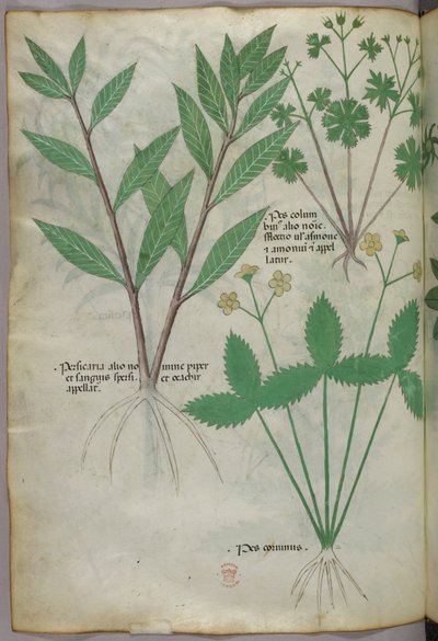 Botanická ilustrace, asi 1440 (tuš a barva na pergamenu) od Italian School