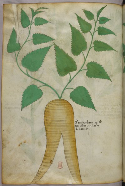 Botanická ilustrace, asi 1440 (tuš a barva na pergamenu) od Italian School