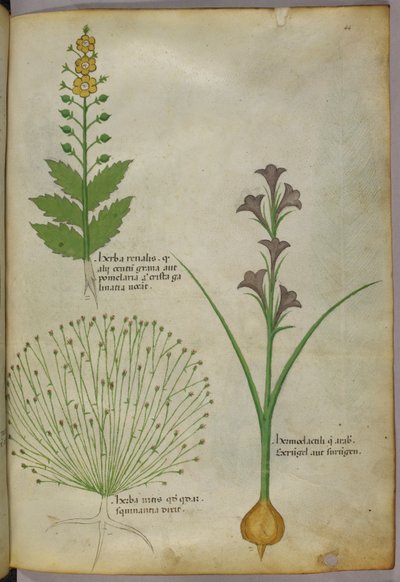 Botanická ilustrace, asi 1440 (tuš a barva na pergamenu) od Italian School