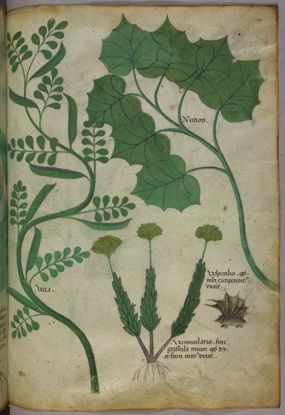 Botanická ilustrace, asi 1440 (tuš a barva na pergamenu) od Italian School