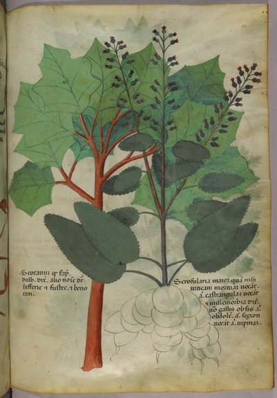 Botanická ilustrace, asi 1440 (tuš a barva na pergamenu) od Italian School
