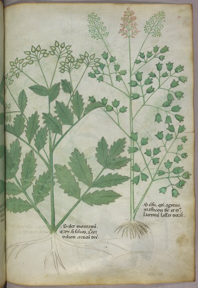 Botanická ilustrace, asi 1440 (tuš a barva na pergamenu) od Italian School