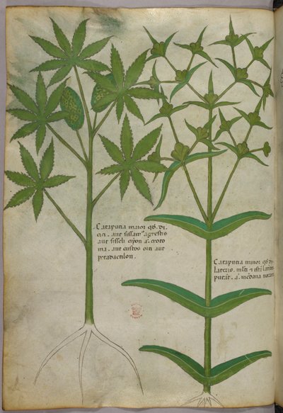Botanická ilustrace, asi 1440 (tuš a barva na pergamenu) od Italian School