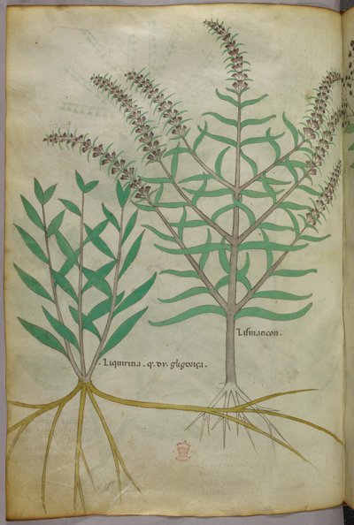 Botanická ilustrace, asi 1440 (tuš a barva na pergamenu) od Italian School