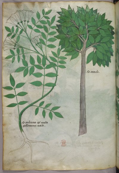 Botanická ilustrace, asi 1440 (tuš a barva na pergamenu) od Italian School
