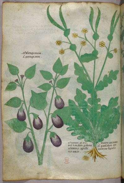 Botanická ilustrace, asi 1440 (tuš a barva na pergamenu) od Italian School