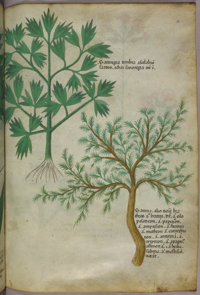 Botanická ilustrace, asi 1440 (tuš a barva na pergamenu) od Italian School